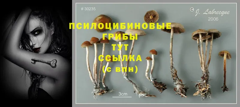 Галлюциногенные грибы GOLDEN TEACHER  OMG вход  Мамоново  наркошоп 